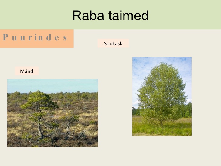 Rabataimed Loodusopetus 6 Klass Taskutark